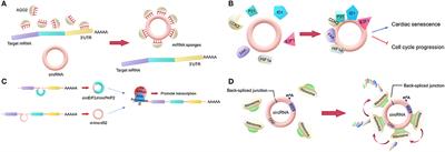 The Role of Circular RNAs in Immune-Related Diseases